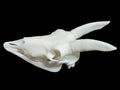 Goat Skull | 3D Printed