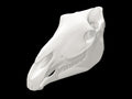 Horse Skull | 3D Printed