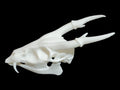 Muntjac Deer Skull | 3D Printed