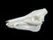 Wild Boar Skull | 3D Printed
