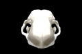 Cat Skull with Mandible || Vegan Friendly Renewable Material Ethically Sourced Replica Skull 3D printed Feline Skull Gothic Home Decor