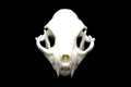 Cat Skull with Mandible || Vegan Friendly Renewable Material Ethically Sourced Replica Skull 3D printed Feline Skull Gothic Home Decor