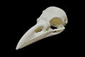 Carrion Crow Skull || Vegan Friendly Renewable Material Ethically Sourced Replica Skull 3D printed Avian Raven Skull Gothic Home Decor