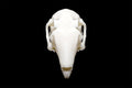 Indian Hare Skull || Vegan Friendly Renewable Material Ethically Sourced Replica Skull 3D printed Rabbit Skull Gothic Home Decor