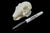 Indian Hare Skull || Vegan Friendly Renewable Material Ethically Sourced Replica Skull 3D printed Rabbit Skull Gothic Home Decor