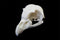 Great Grey Owl Skull || Vegan Friendly Renewable Material Ethically Sourced Replica Skull 3D printed Owlet Hen Skull Gothic Home Decor