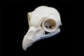 Great Grey Owl Skull || Vegan Friendly Renewable Material Ethically Sourced Replica Skull 3D printed Owlet Hen Skull Gothic Home Decor
