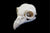 Great Grey Owl Skull (With Sclerotic Ring) • Replica Animal Skull • 3D Printed