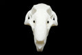 Ricefield Rat Skull || Vegan Friendly Renewable Material Ethically Sourced Replica Skull 3D printed Rodent Mouse Skull Gothic Home Decor