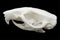 Ricefield Rat Skull || Vegan Friendly Renewable Material Ethically Sourced Replica Skull 3D printed Rodent Mouse Skull Gothic Home Decor