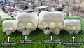 Conjoined Skull Succulent Planter || Gothic Garden Decor || 3D Printed