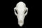 Red Fox Skull || Vegan Friendly Renewable Material Ethically Sourced Replica Skull 3D printed Skull Gothic Home Decor Vulpes