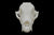 Red Fox Skull || Vegan Friendly Renewable Material Ethically Sourced Replica Skull 3D printed Skull Gothic Home Decor Vulpes