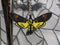 Deaths Head Hawkmoth Keychain || Gothic Halloween Accessory || 3D Printed