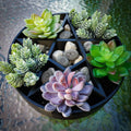 Plantagram Pentagram Star Succulent Planter v2 || Gothic Garden Decor || 3D Printed NEW & IMPROVED